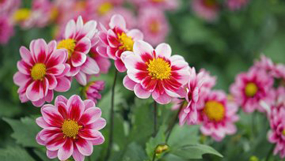 環(huán)境監(jiān)測：行業(yè)嶄新格局已定，靜待開花結(jié)果