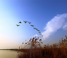 濕地監(jiān)測(cè)系統(tǒng)