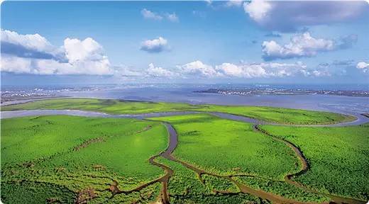 廣西受損紅樹林生態(tài)恢復(fù)有了新進展